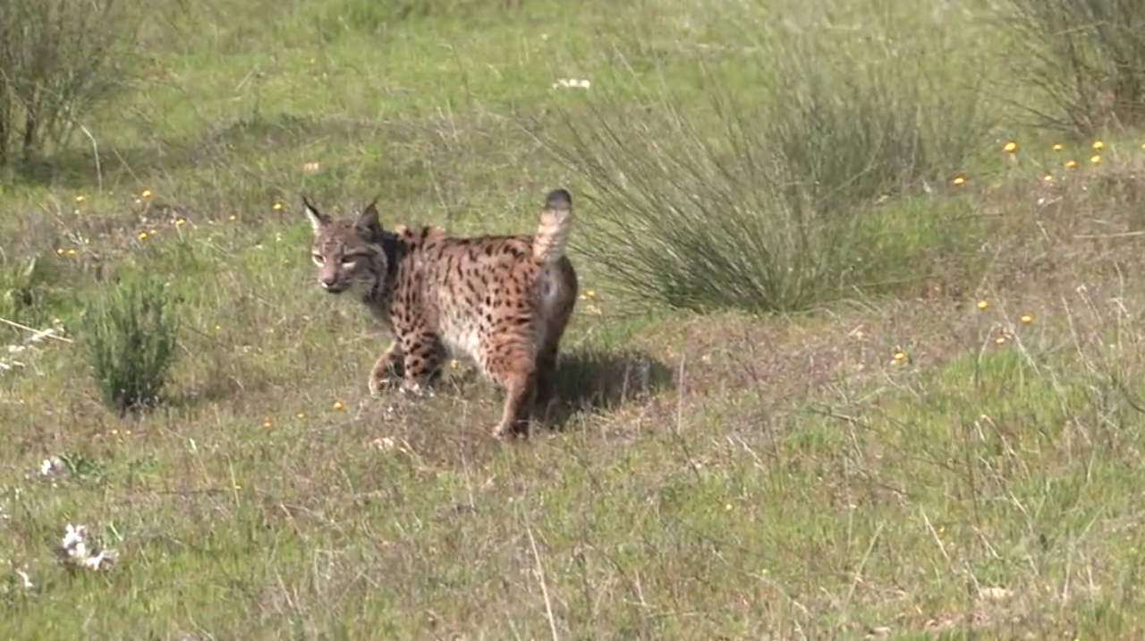 Acompanhe na Capital da Caça TV o processo de reintrodução do lince-ibérico no concelho de Mértola