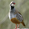 menu aves