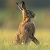 menu lagomorfos