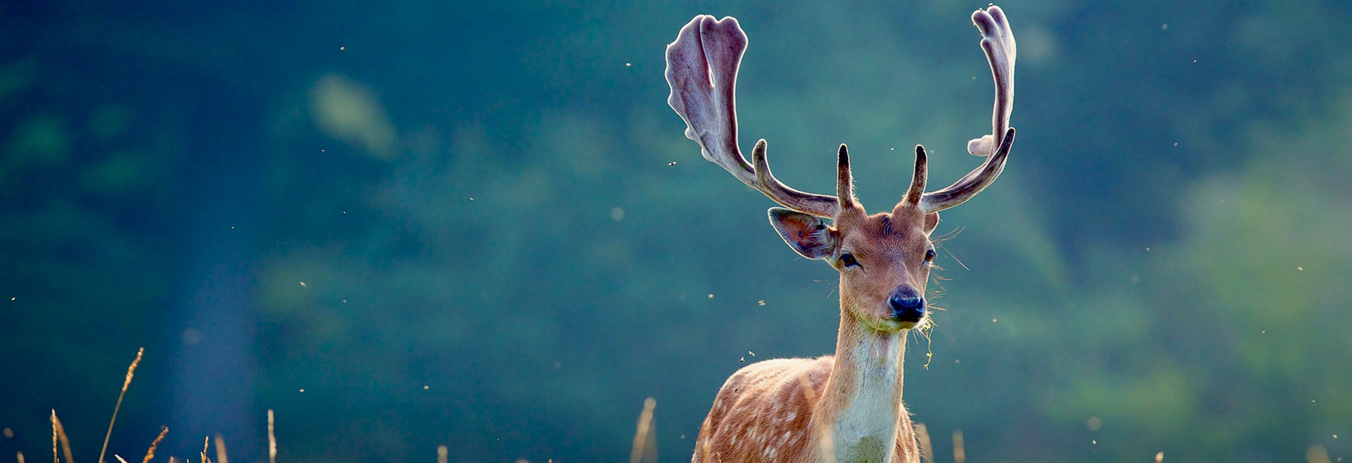 As espécies cinegéticas assumem um papel ecológico fundamental, providenciando diversos serviços de ecossistemas