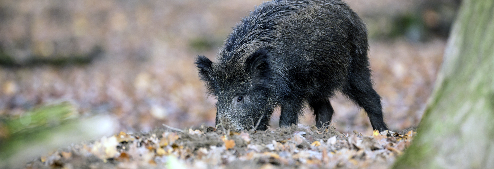 Colabore connosco. Ajude a conhecer e a proteger as espécies cinegéticas e a biodiversidade