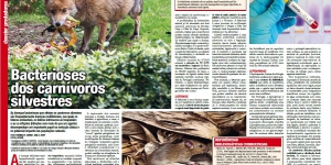 Bacterioses dos carnívoros silvestres Imagem 1