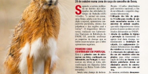 Mixomatose confirmada em lebre caçada em Évora Imagem 1