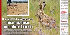 20 perguntas e respostas sobre mixomatose em lebre-ibérica Imagem 1