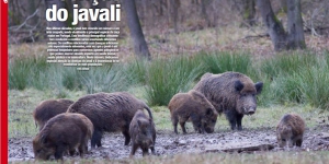Doenças do javali Imagem 1