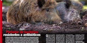 Javali: Portador de bactérias resistentes a antibióticos Imagem 1
