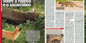 Um outro olhar sobre a raposa e o sacarrabos Imagem 1