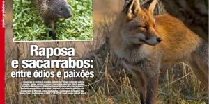 Raposa e sacarrabos: entre ódios e paixões Imagem 1
